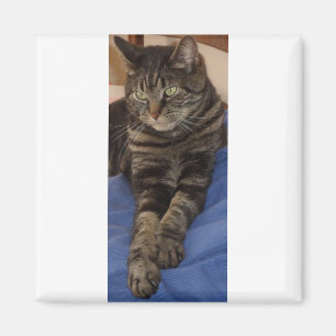 Regal Dave Square Magnet