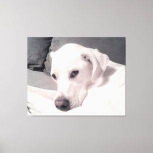 Regal Elegant White Puppy Dog Grey Canvas Print