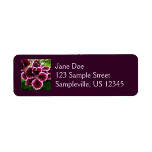 Regal Geranium Flowers Elegant Maroon Floral