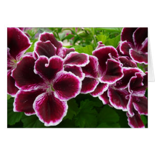 Regal Geranium Flowers Elegant Maroon Floral