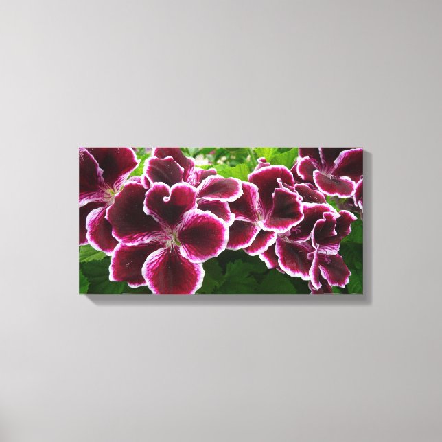 Regal Geranium Flowers Elegant Maroon Floral Canvas Print (Front)