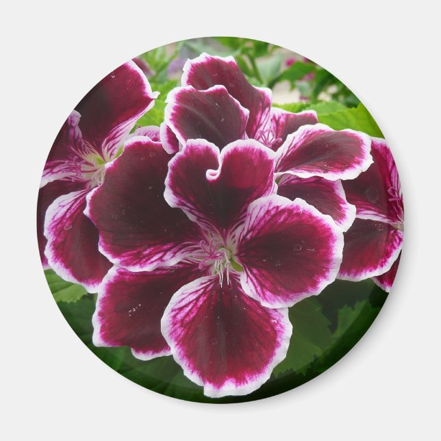 Regal Geranium Flowers Elegant Maroon Floral Lugga Magnet (Front)