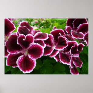 Regal Geranium Flowers Elegant Maroon Floral Poster