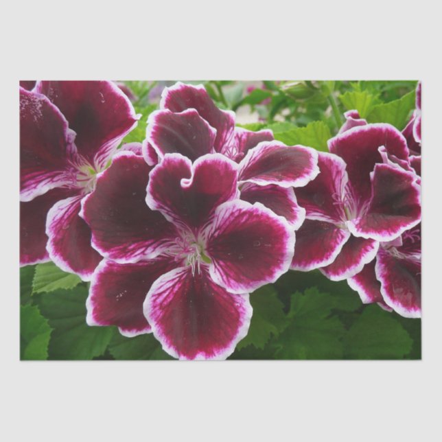 Regal Geranium Flowers Elegant Maroon Floral Tissue Paper (Front)