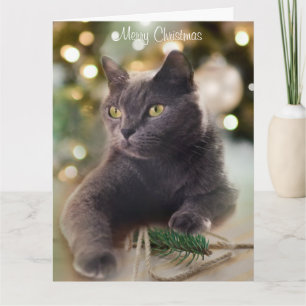 Regal Grey Cat with Christmas Lights Holiday Card