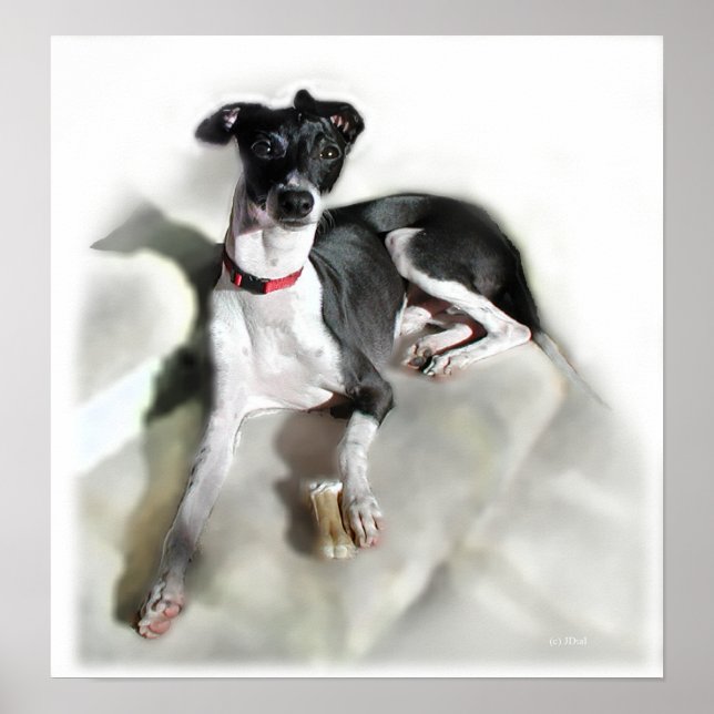 Regal Iggie Poster (Front)