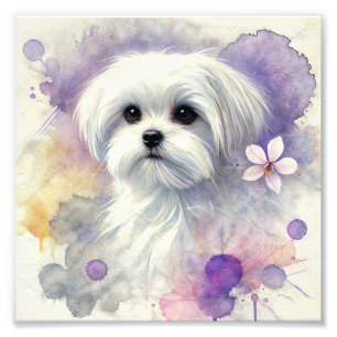 Regal Maltese Watercolor Print