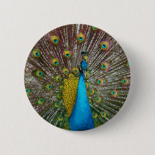 Regal Peacock Bird with Teal and Gold Plumage 2 Inch Round Button