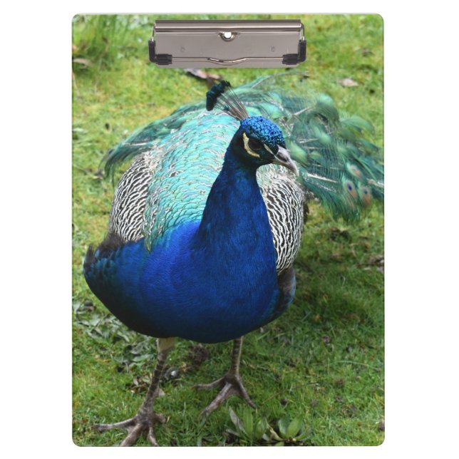 Regal Peacock Power Clipboard (Front)