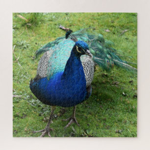Regal Peacock Power Jigsaw Puzzle
