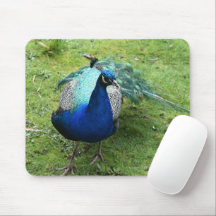 Regal Peacock Power Mouse Pad