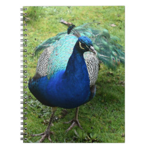 Regal Peacock Power Notebook