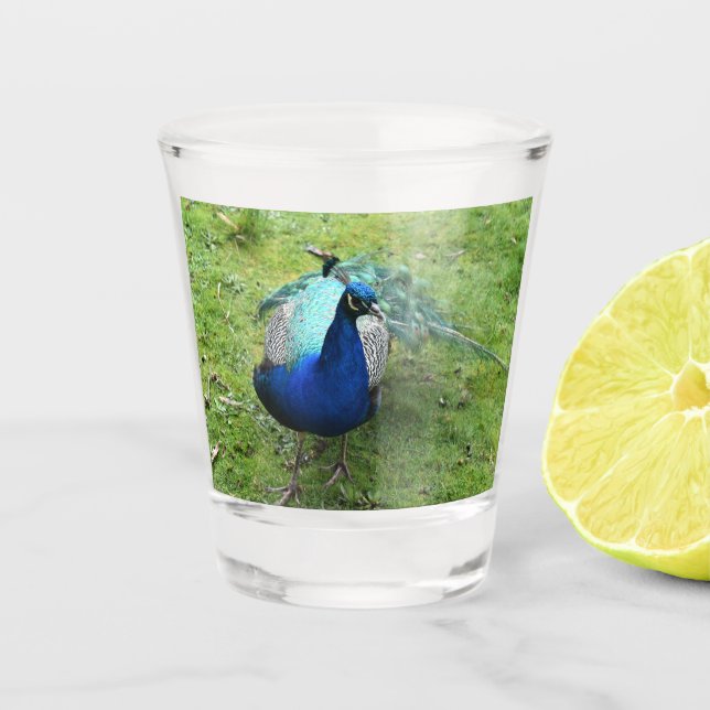 Regal Peacock Power  Shot Glass (Front)