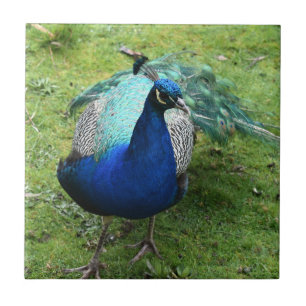 Regal Peacock Power  Tile