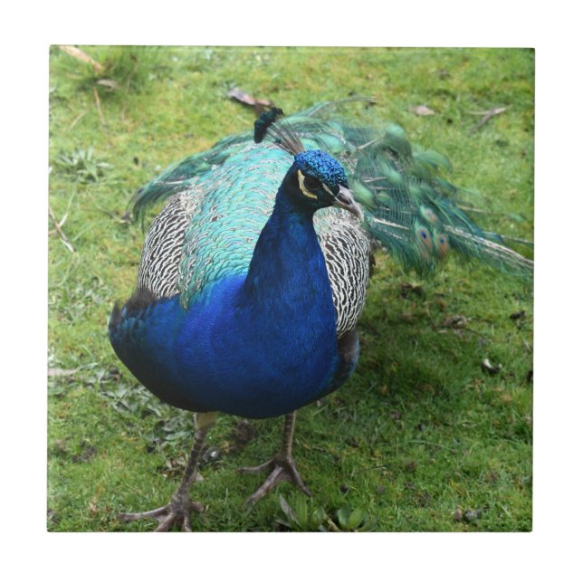 Regal Peacock Power  Tile (Front)