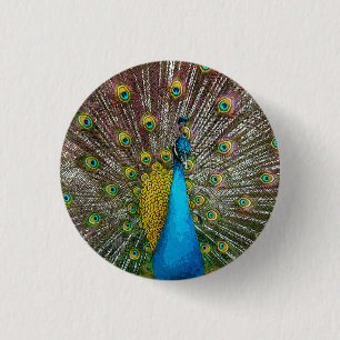 Regal Peacock with Teal and Gold Tail Feathers 1 Inch Round Button