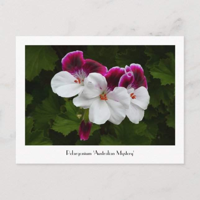 Regal Pelargonium Collectable Postcard (Front)