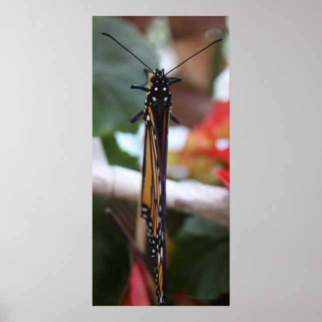 Regal Posed Monarch Poster (Front)