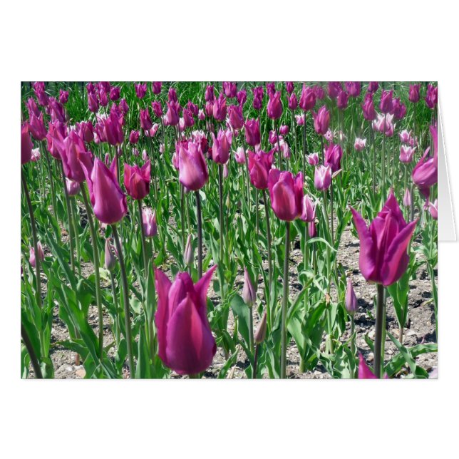 Regal Purple Tulips (Front Horizontal)