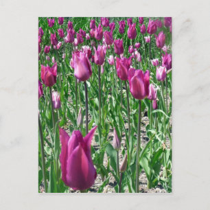 Regal Purple Tulips Postcard