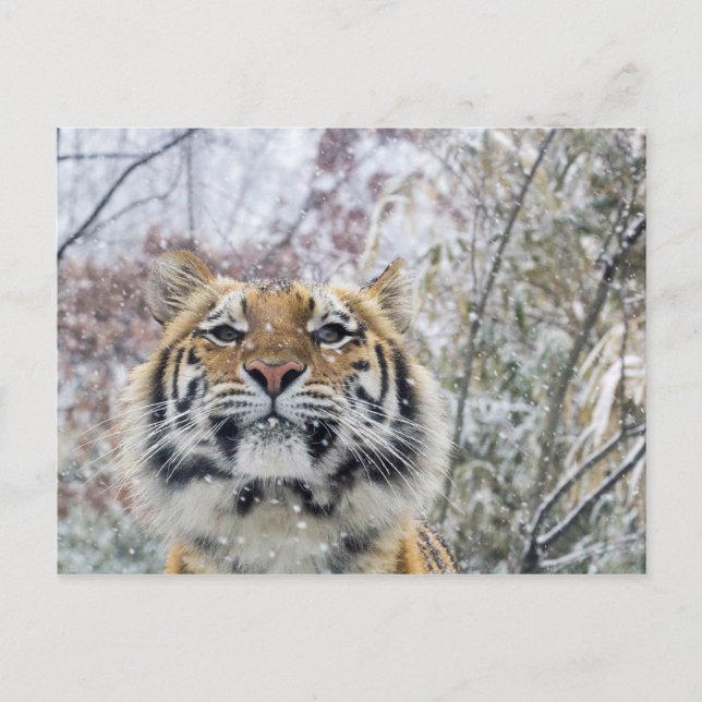 Regal Tiger in Snow Postcard (Front)