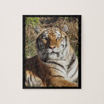 Regal Tiger