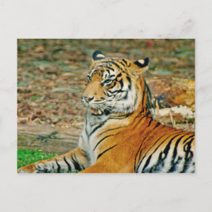 Regal Tiger Postcard