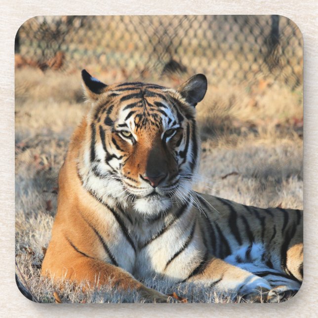 Regall Coaster (Front)