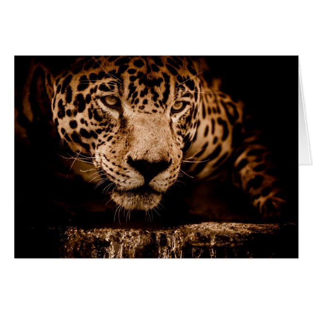 regard jaguar (Devant horizontal)