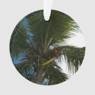 Regard sur le palmier à coco Nature tropicale