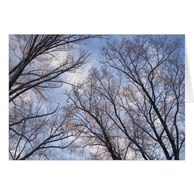 Regard sur les arbres du matin d'hiver (Devant horizontal)