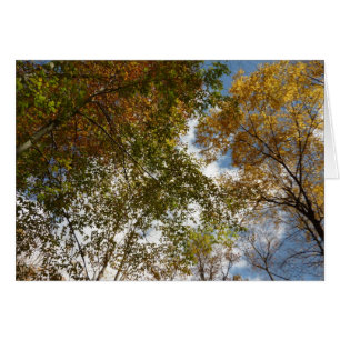 Regard sur les feuilles d'automne II Automne Natur