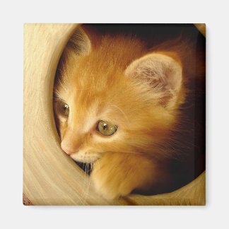 Regarde-A-Boo ! Kitten - Aimant