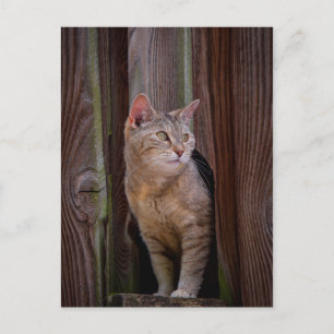 regarder la carte postale du chat