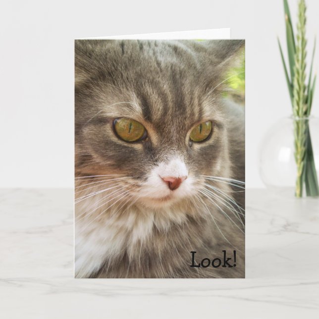 Regardez ! Carte d'anniversaire avec le chat (Devant)