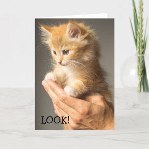 Regardez ce chaton sur une carte d'anniversaire