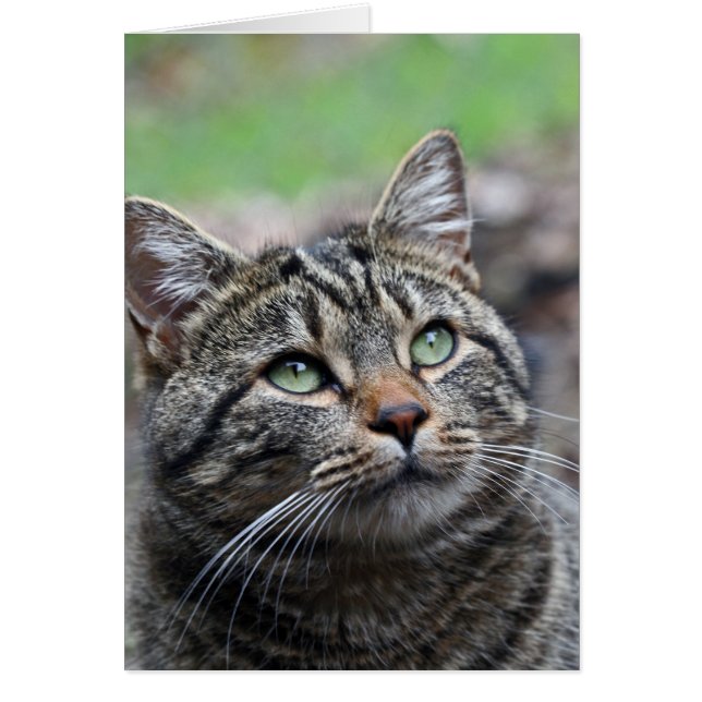 Regardez là-haut, enveloppes blanches standard inc (Devant)