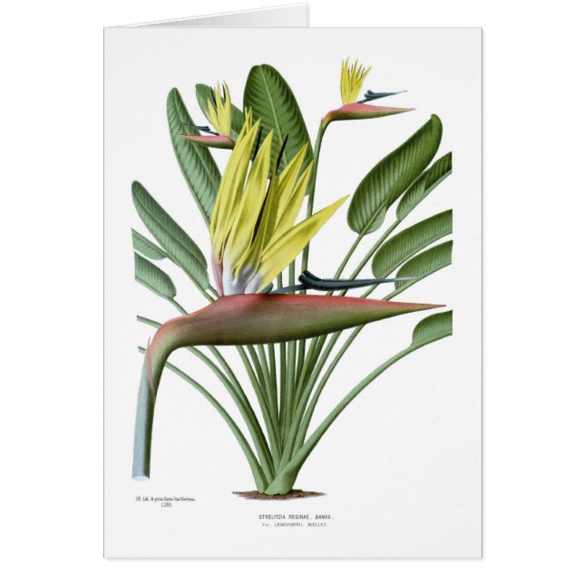 Reginae de Strelitzia (Devant)