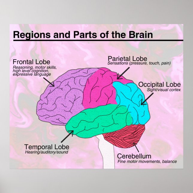 Regions and Parts of the Brain Poster (Front)