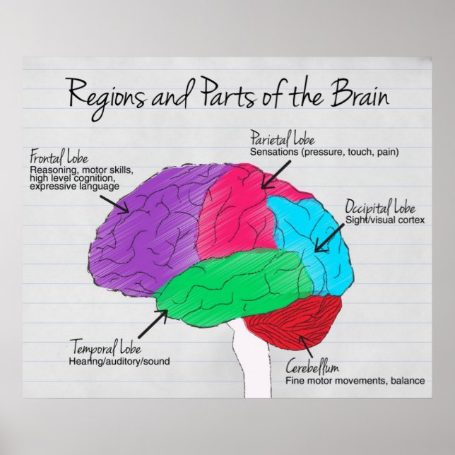 Regions and Parts of the Brain Poster (Front)
