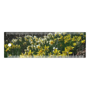 Règle Daffodiles jaunes et blancs Fleurs de printemps
