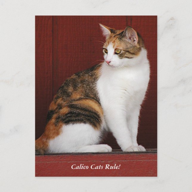 Règle de chats de calicot ! Carte postale (Devant)