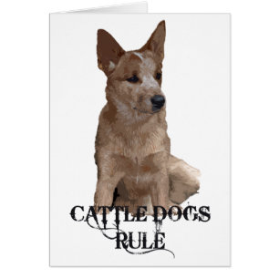 Règle des chiens de bétail
