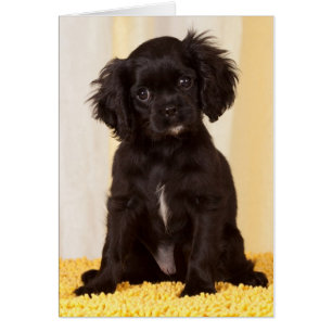 RÈGLE UN CAVALIER NOIR ROI CHARLES SPANIEL