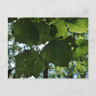 Regular Nature Postcard
