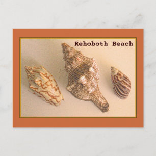 Rehoboth Shells Postcard