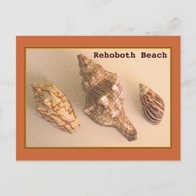 Rehoboth Shells Postcard (Front)