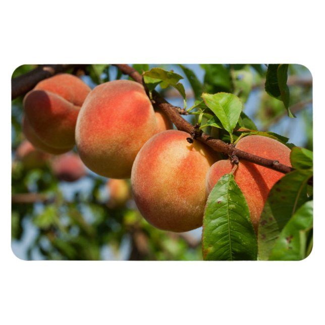 Reife Weingartenpfirsiche Magnet (Horizontal)