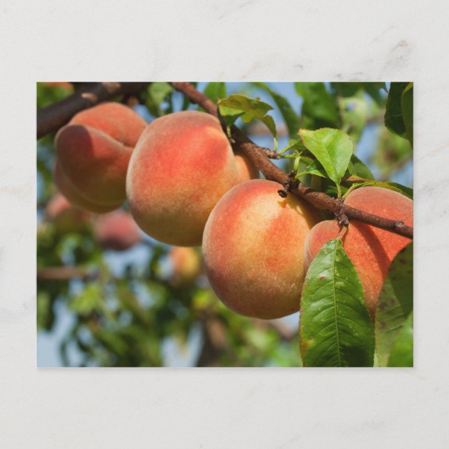 Reife Weingartenpfirsiche Postcard (Front)