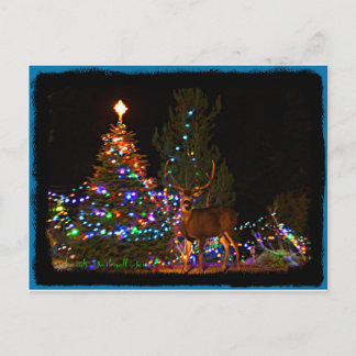 Reindeer and Christmas lights Postcard